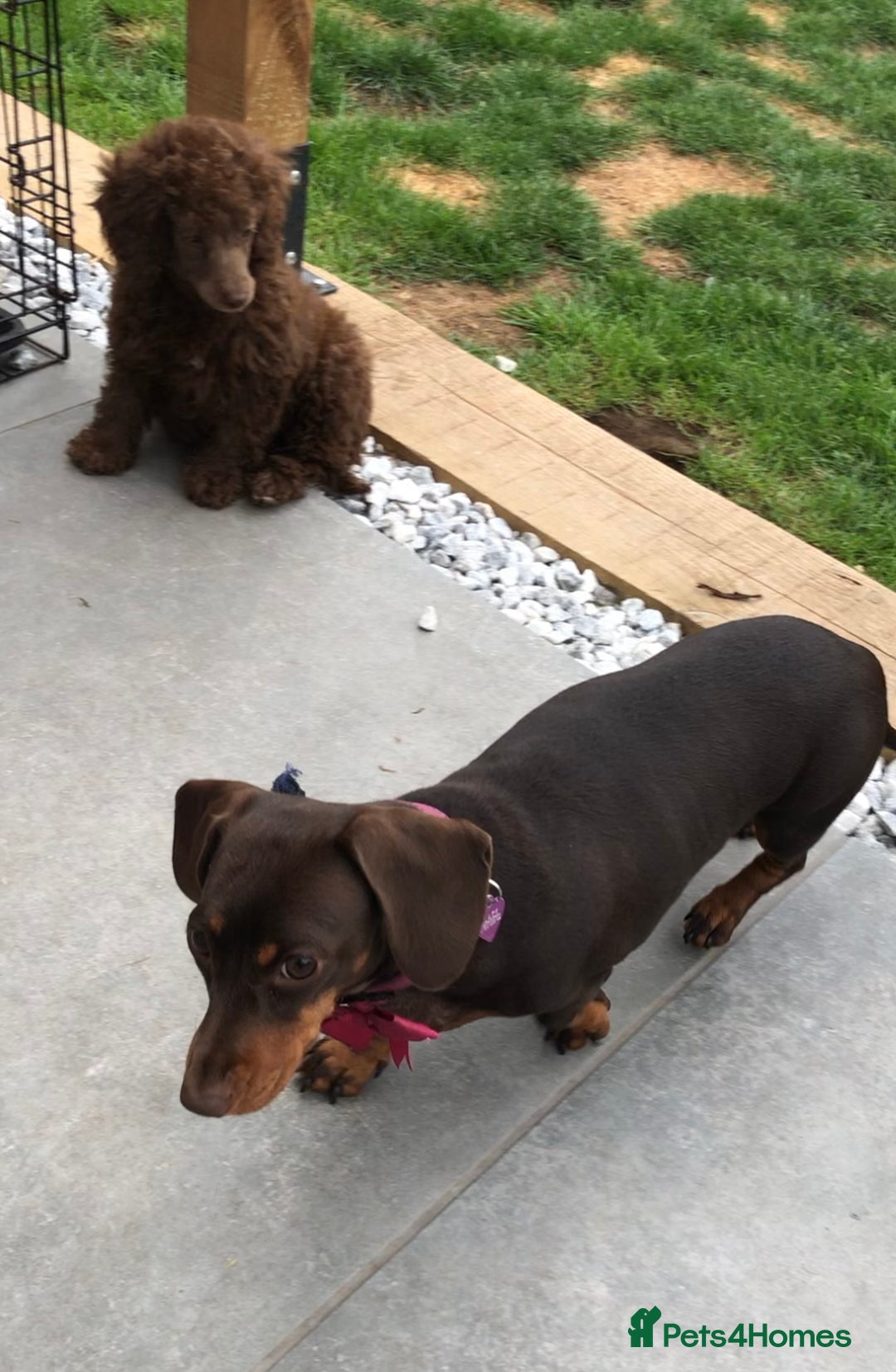 Miniature Dachshund dogs for sale: Ready Now - Smooth Mini Dachshund Girls - Image 10