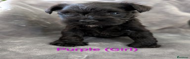 Miniature Schnauzer Puppy Purple