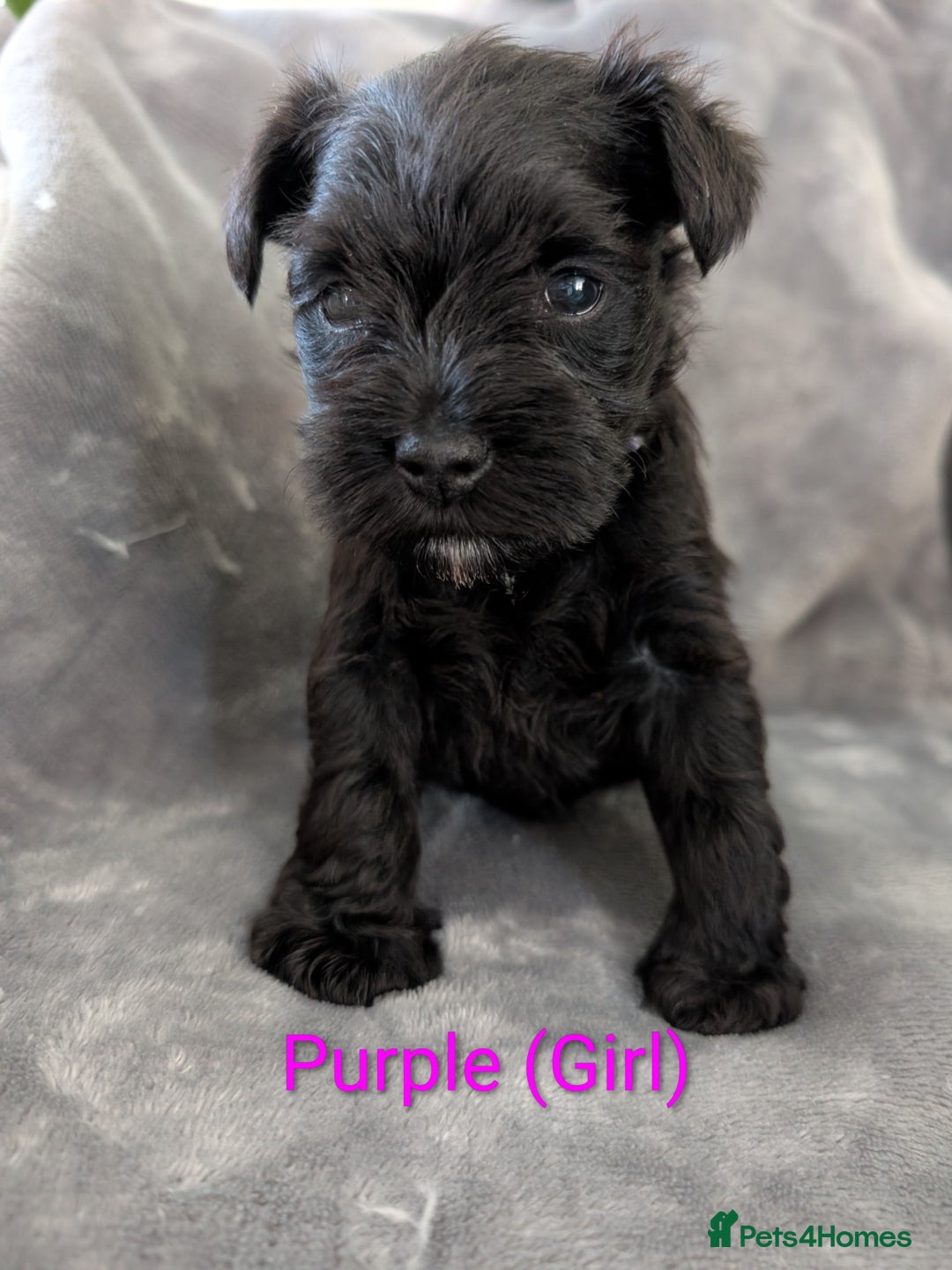 Miniature Schnauzer dogs for sale: Beautiful Miniature schnauzers - Advert 8