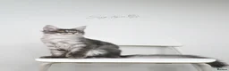 Maine Coon cats for sale:     Limited Summer Offer – Reduced Kitten Prices - Advert 6