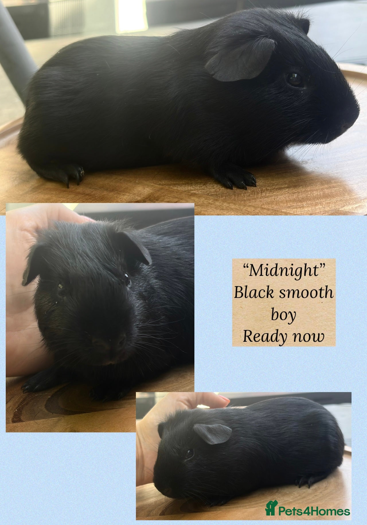 Guinea Pig rodents Guineapig baby boys available now - Advert 22