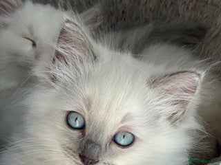 Ragdoll cats Pure ragdoll mitted blue/seal tortie kittens - Advert 3