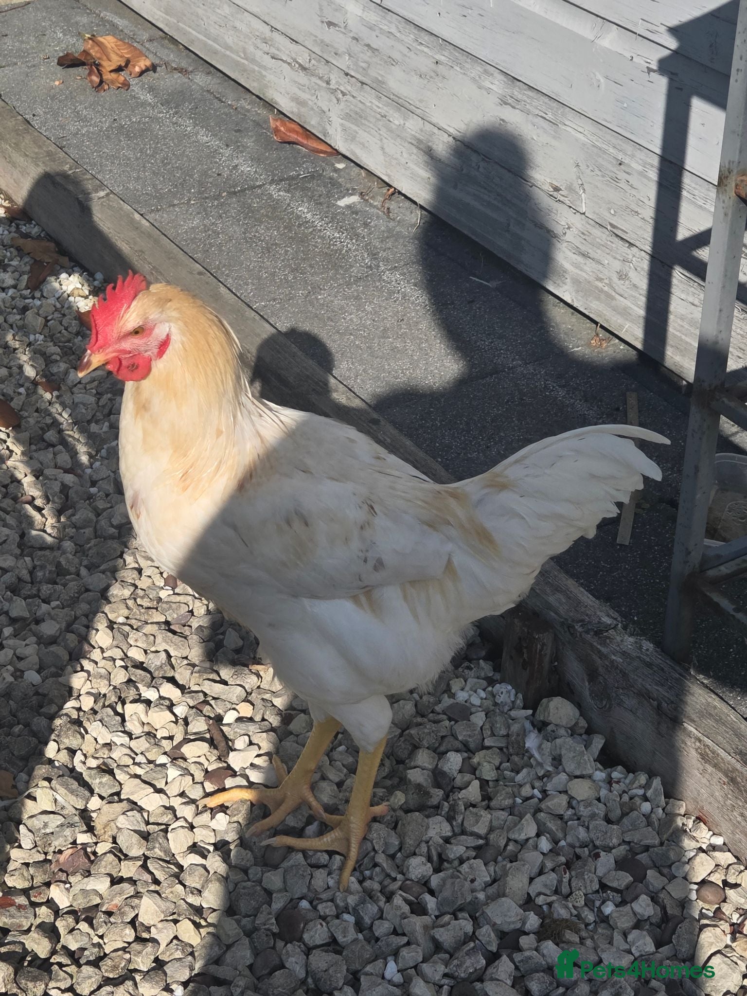 Chickens poultry Lovely hand reared Rooster - Advert 1