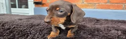 Miniature Dachshund dogs for sale: 2 Gorgeous Miniature Dachshund puppies- PRA clear - Advert 9