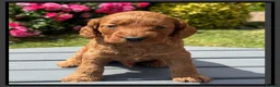 Cockapoo dogs for sale: Gorgeous Fox Red F1 Cookapoos  - Advert 29