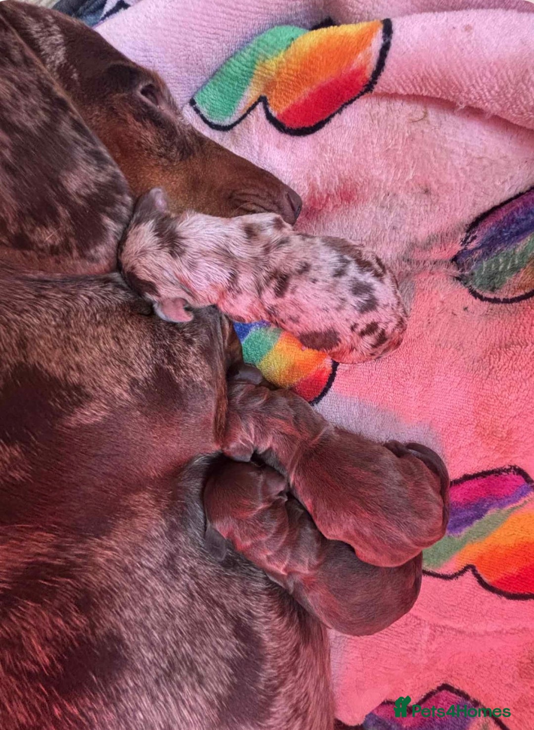 Miniature Dachshund dogs for sale: Miniature dachshund puppy’s  - Image 11
