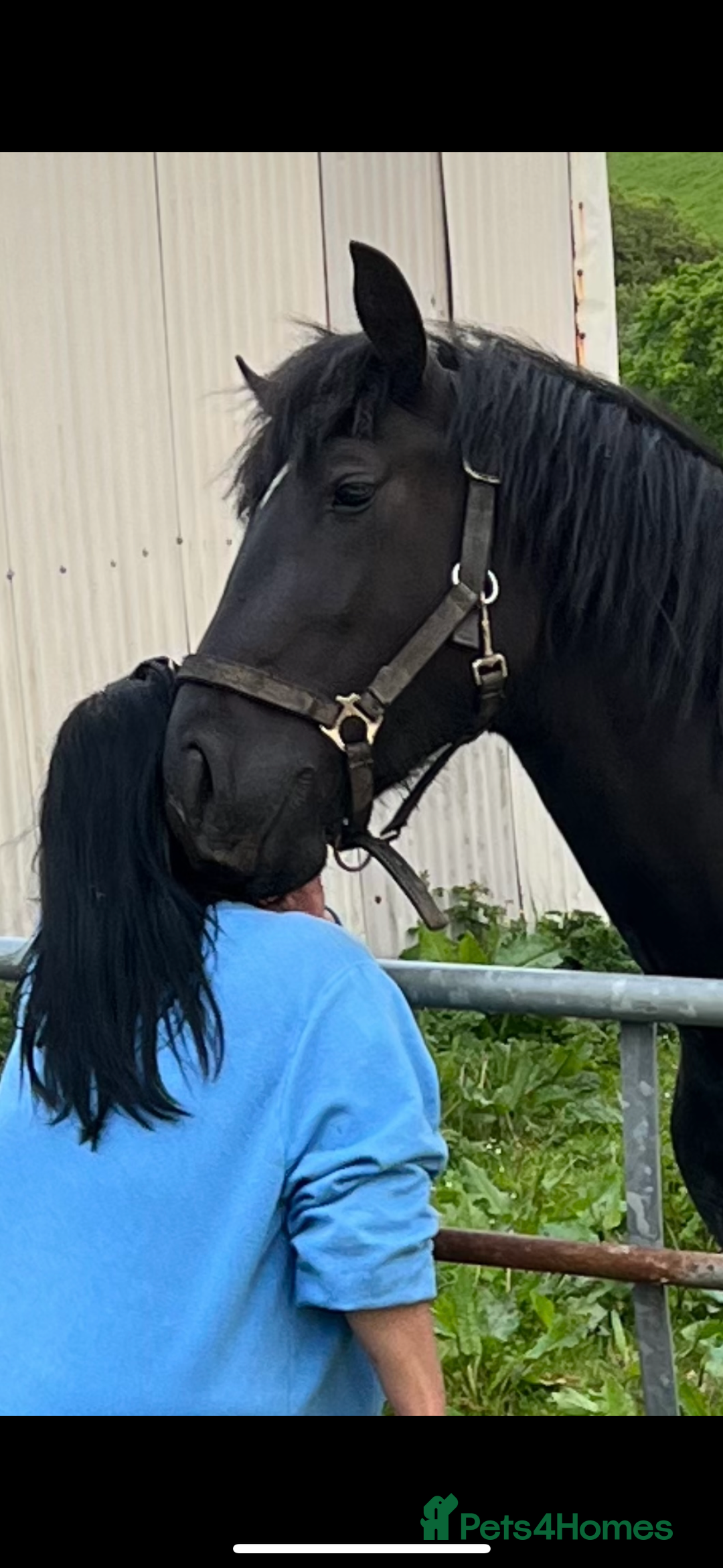 Welsh Section D horses for sale: Section D beautiful Black Mare Magic - Image 16