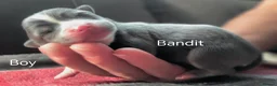 Pomsky dogs for sale: Micro F4 blue pomsky pup's  - Advert 9