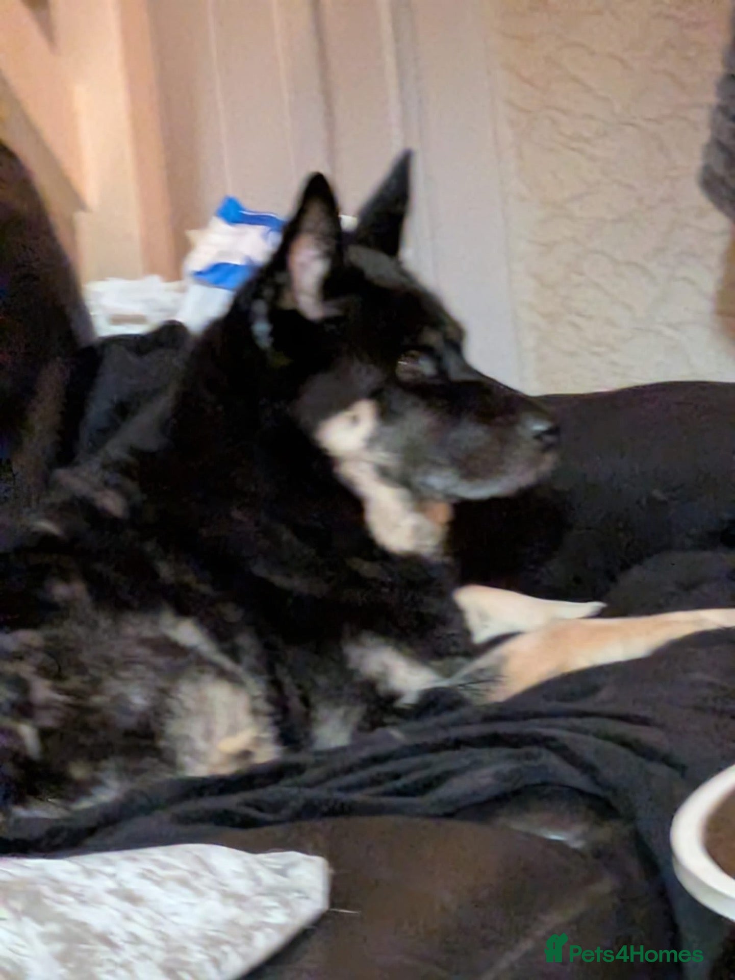 Mixed Breed dogs Female named bella - Advert 1