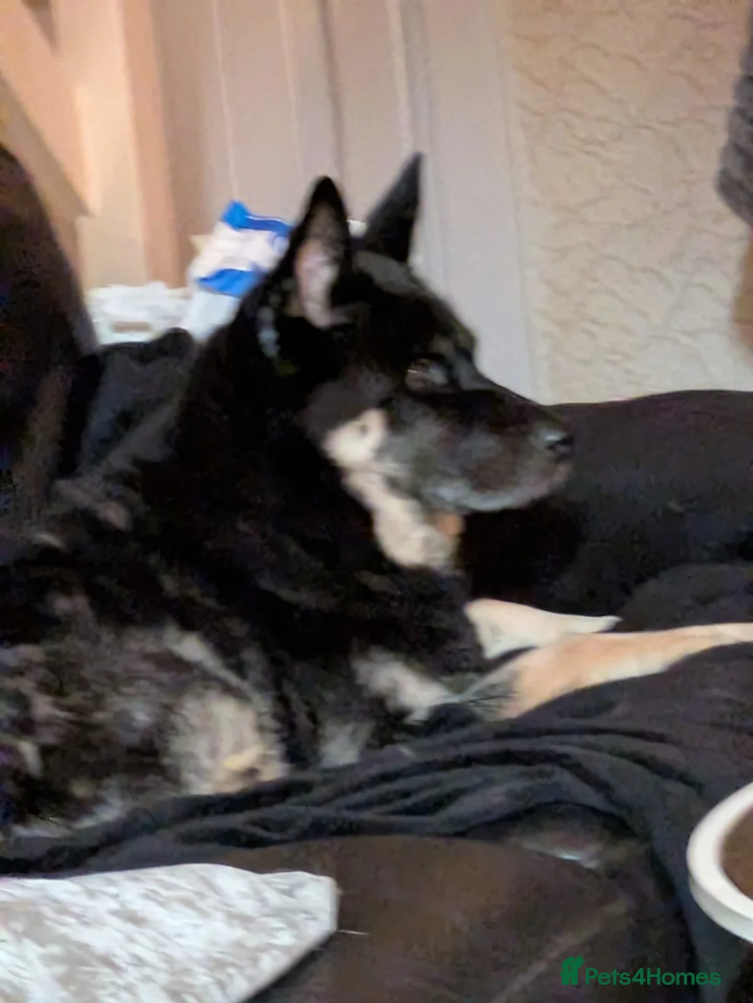 Mixed Breed dogs for sale: Female named bella - Advert 1