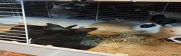Mixed Breed rabbits for sale: Giant New Zealand black and giant Papillon in Accrington - Advert 7
