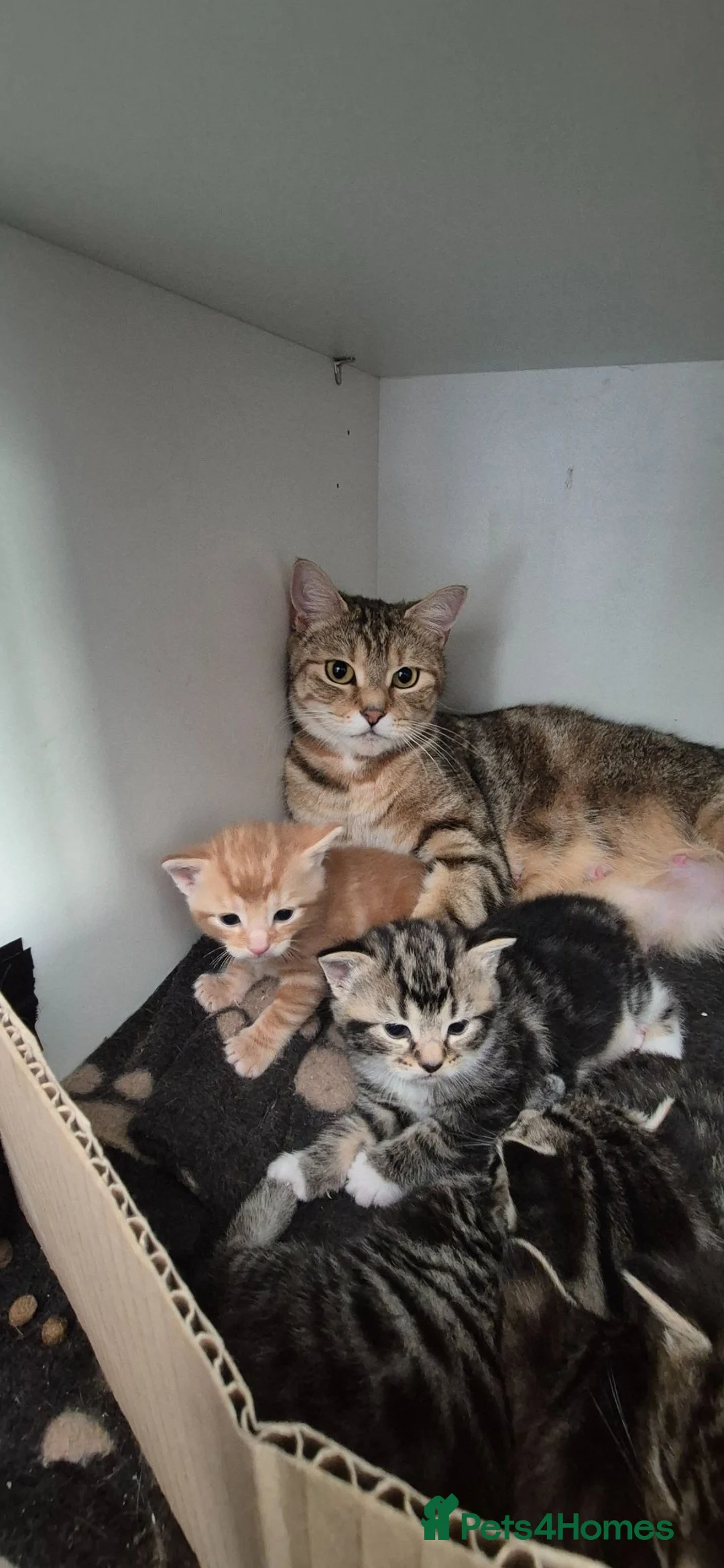 Mixed Breed cats for sale: Beautiful stripey ginger/tabby kittens.  - Advert 12
