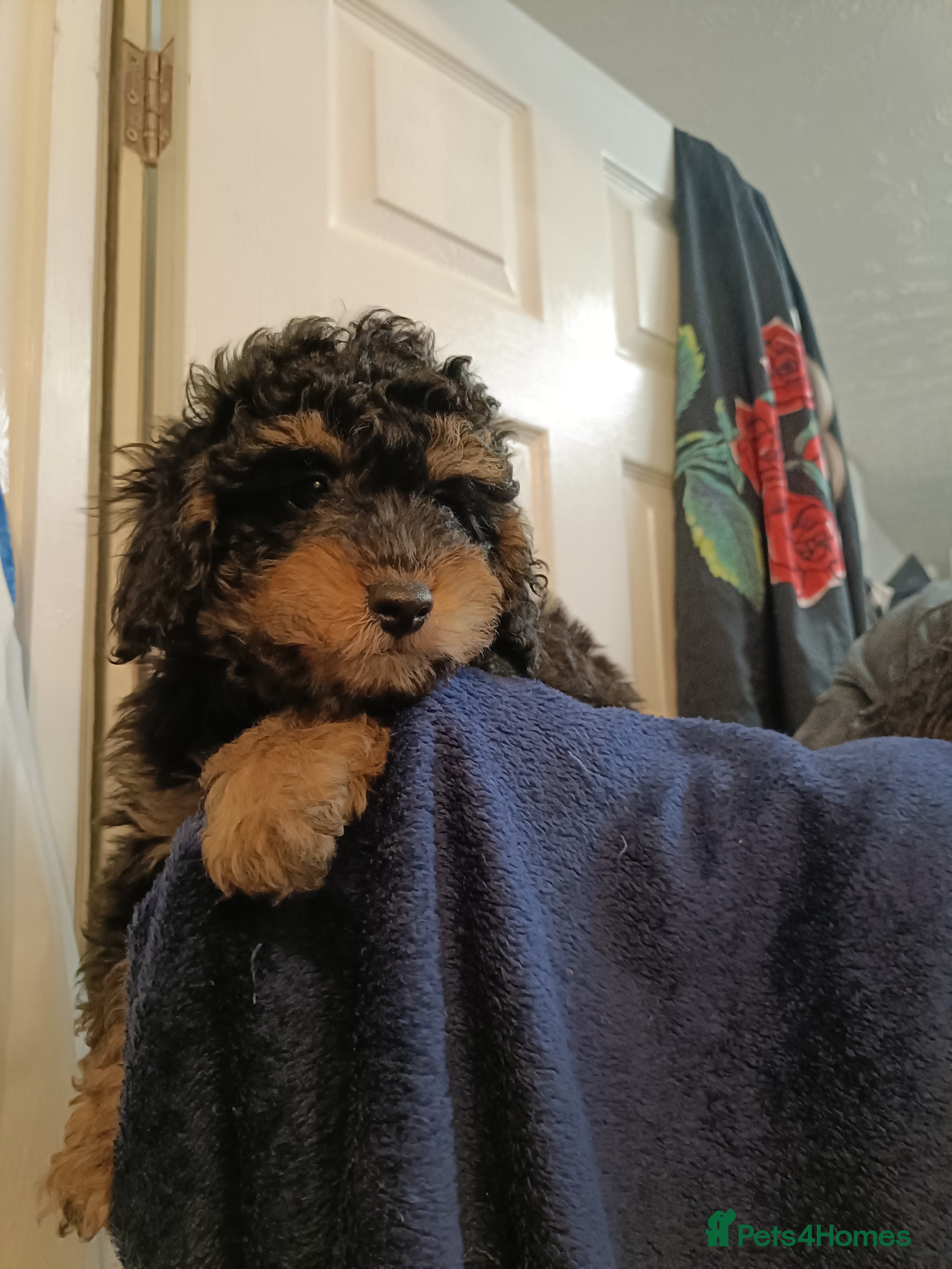 Toy Poodle dogs Phantom toy poodles - Advert 18