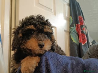 Toy Poodle dogs Phantom toy poodles - Advert 11