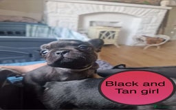 French Bulldog dogs for sale: FRENCH BULLDOG PUPPIES READY NOW!   🐾 - Image 21
