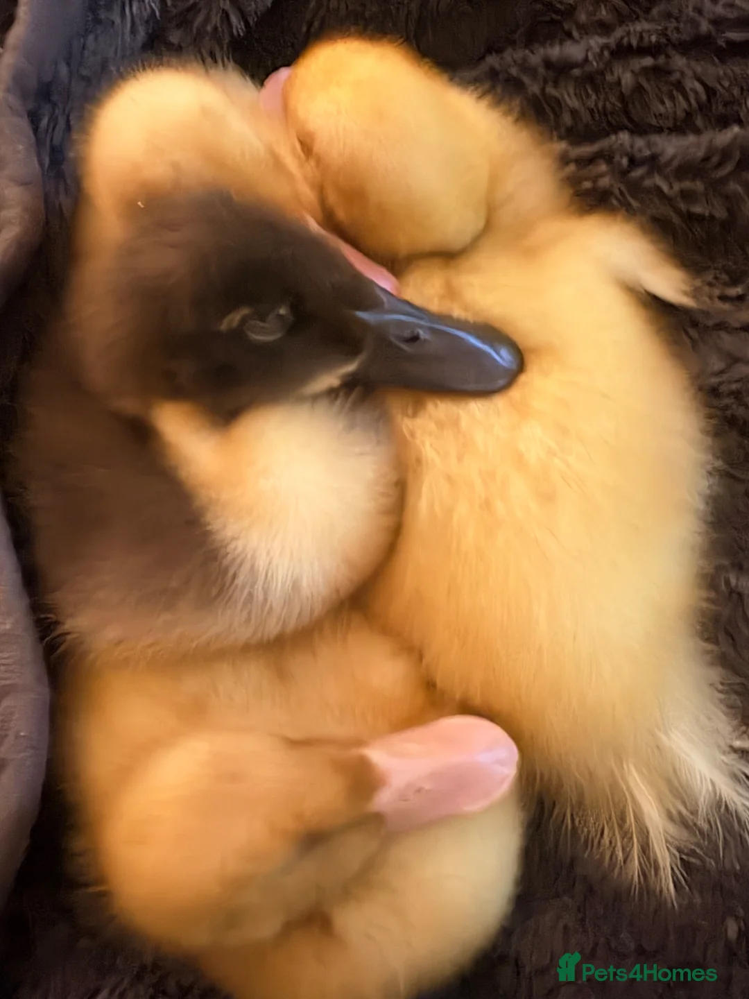 Ducks poultry for sale: 4 ducklings - Advert 6