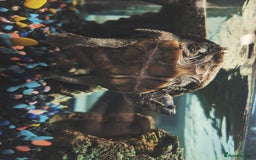 Turtle reptiles for sale: Musk Turtle - Image 1