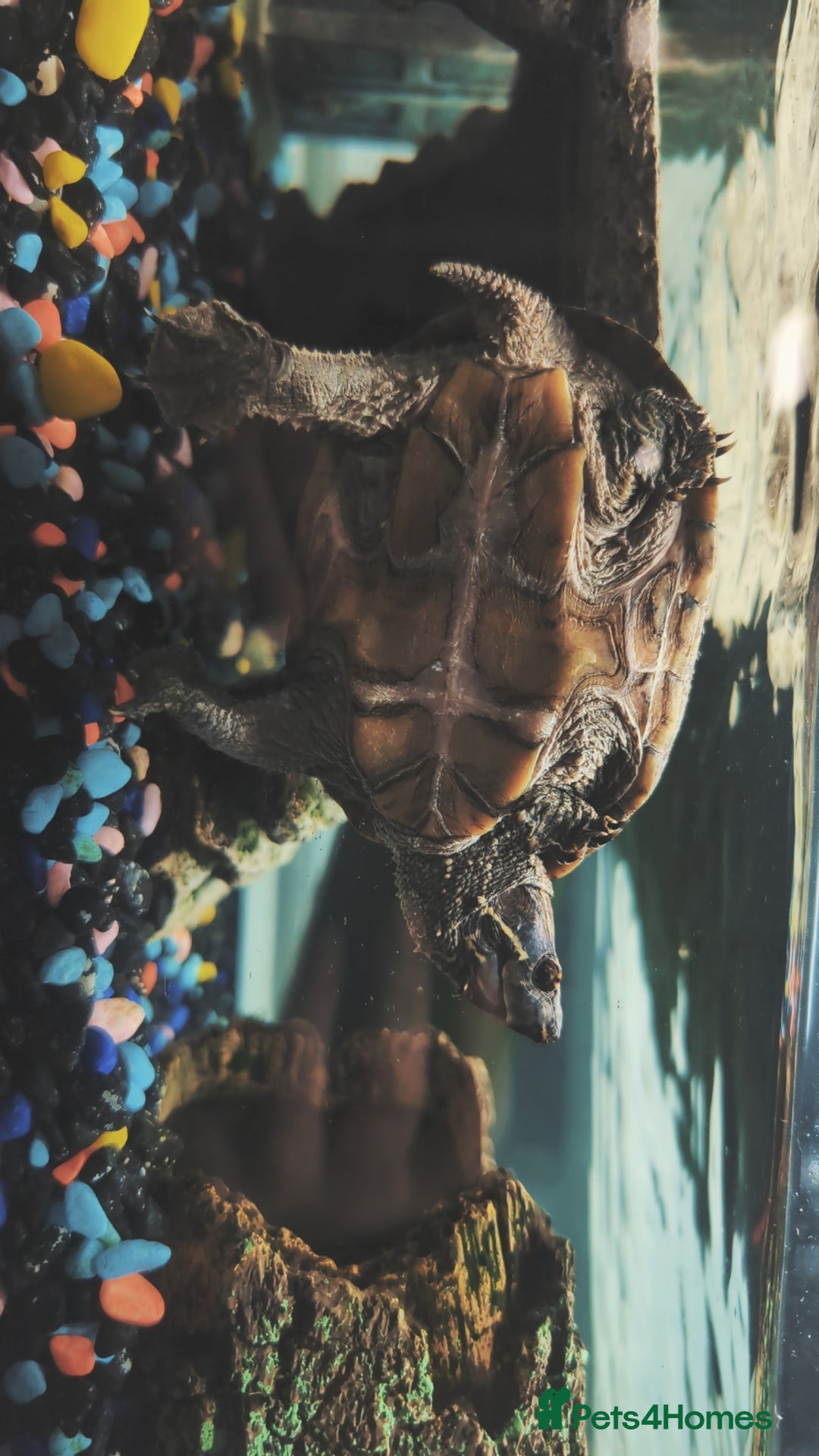 Turtle reptiles for sale: Musk Turtle - Image 1