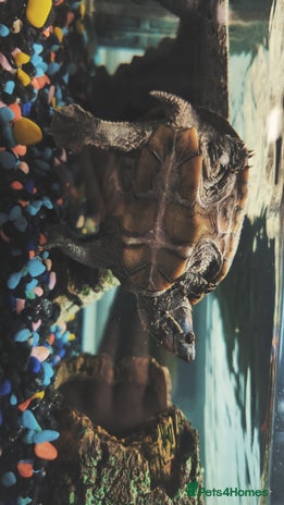 Turtle reptiles - Advert 10