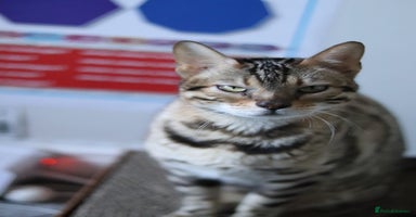 Bengal cats 🔥TICA,GCCF ACTIVE IMPORTED ELITE BREEDING QUEEN🔥 - Advert 12