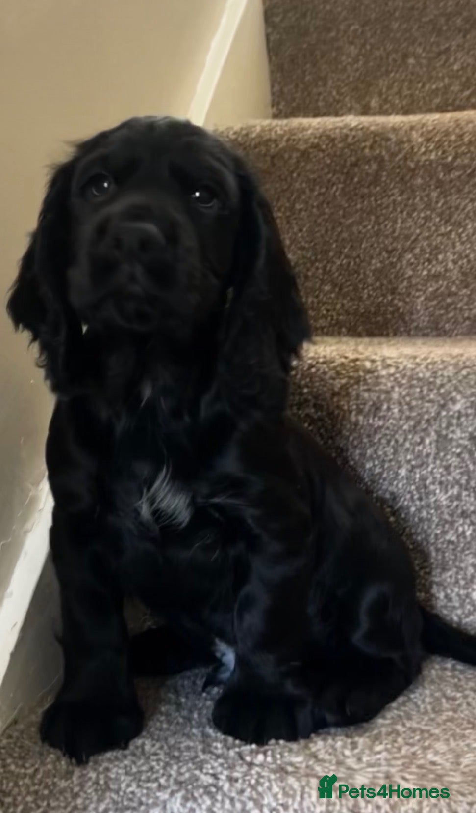 Cocker Spaniel dogs Stunning Cocker Spaniels Puppies’s 💖💙💖💙 - Advert 2