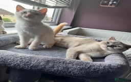 British Shorthair cats for sale: BSH GCCF cream colourpoint male  - Image 9