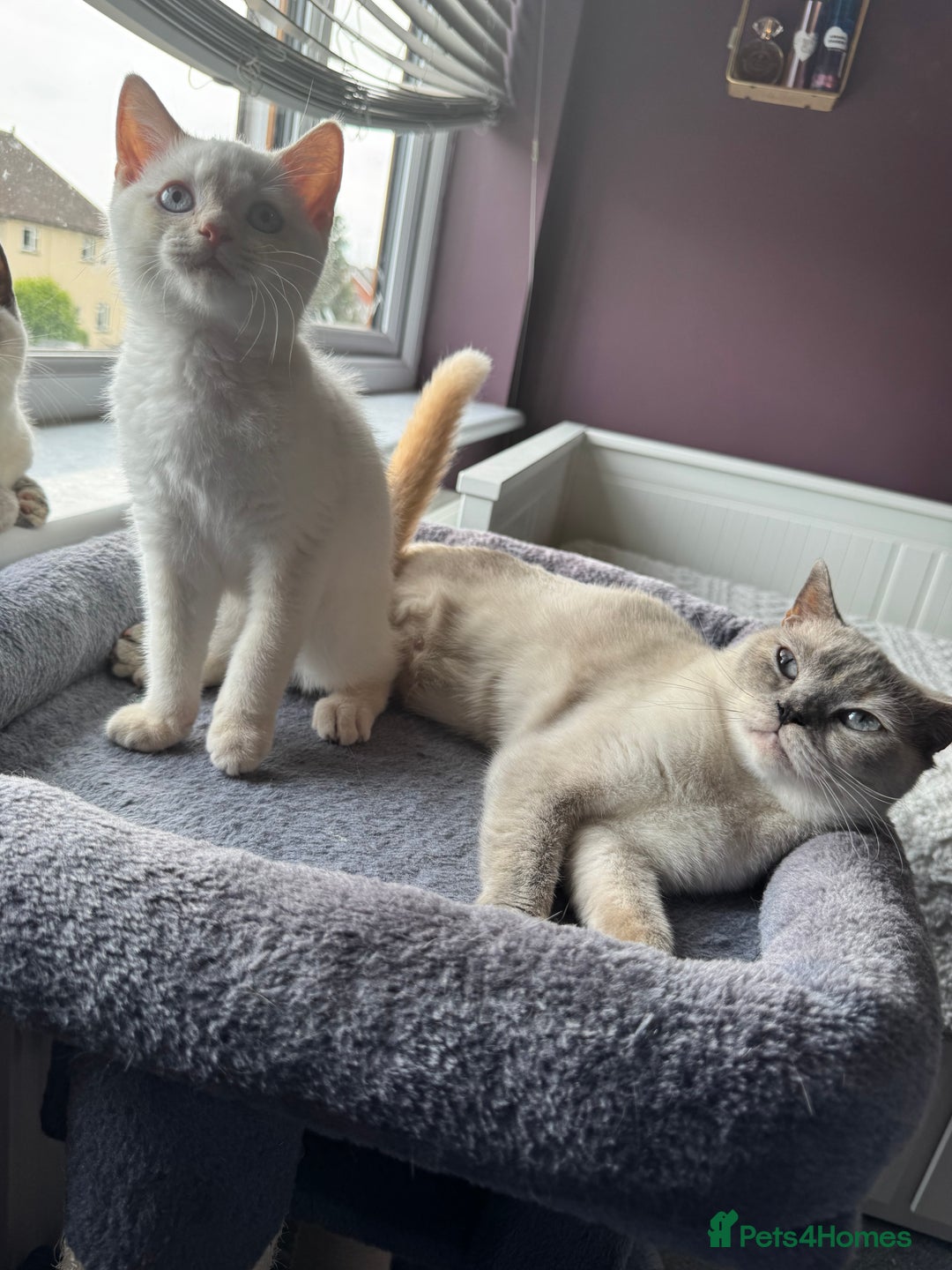 British Shorthair cats for sale: BSH GCCF cream colourpoint male  - Image 9