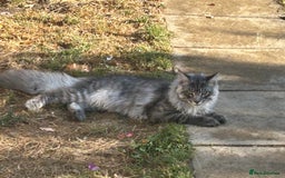 Maine Coon cats for sale: 2 xl tica active mainecoon kittens  - Image 26