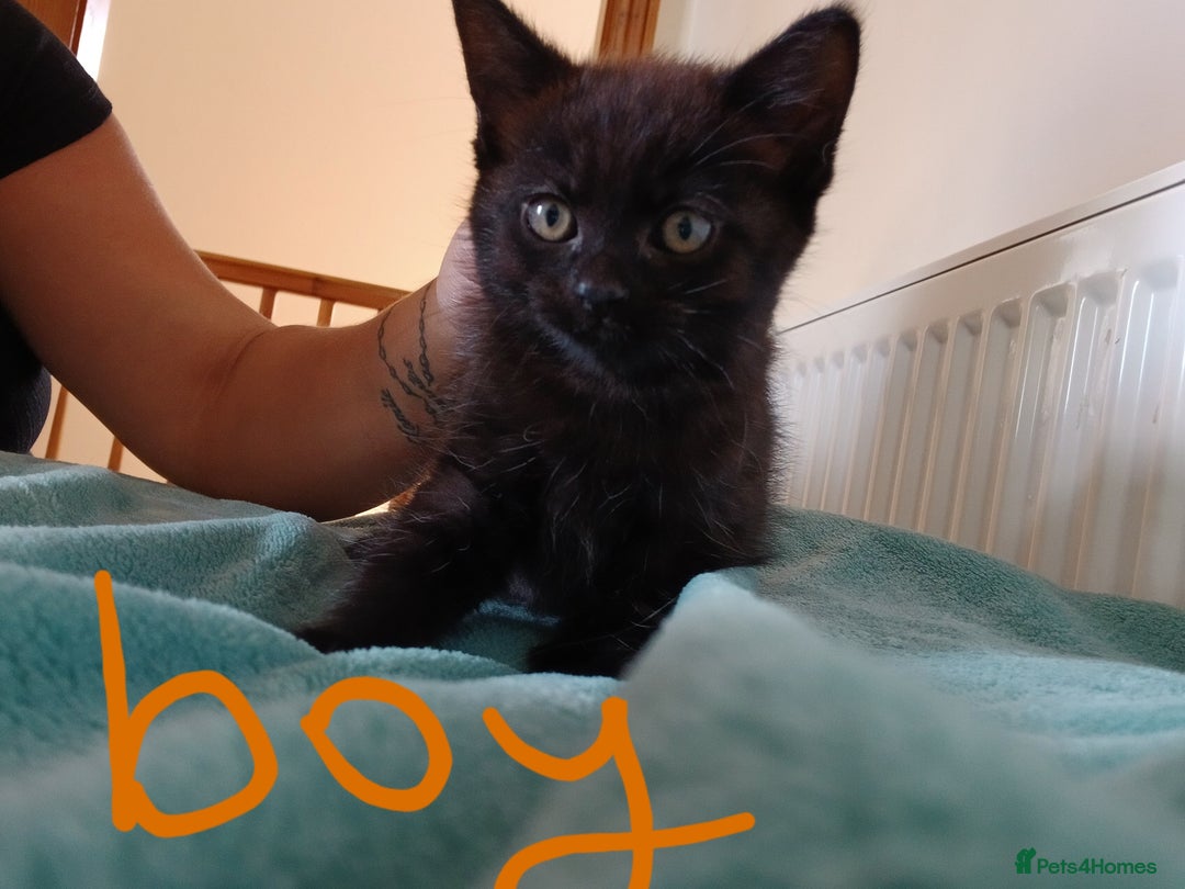 Mixed Breed cats for sale: 7 very fluffy kittens wisbech!!🐈‍⬛️🐈‍⬛️😻 - Image 11