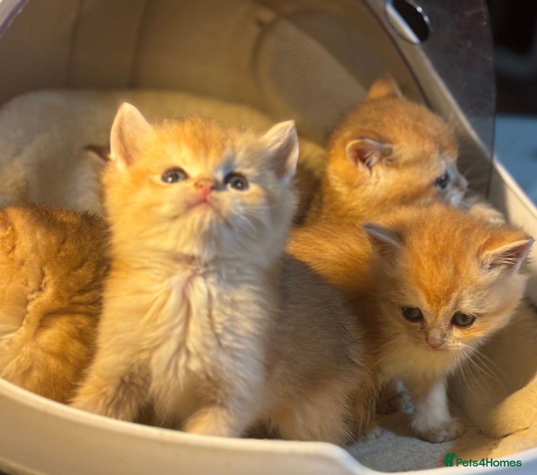 British Shorthair cats for sale: Full Pedigree Golden tipped British Shorthair - Advert 8