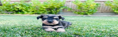 Miniature Schnauzer 2