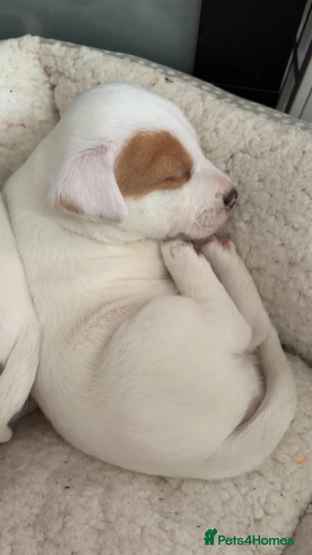 Jack Russell dogs for sale: Miniature Jack Russell Babies  - Advert 3