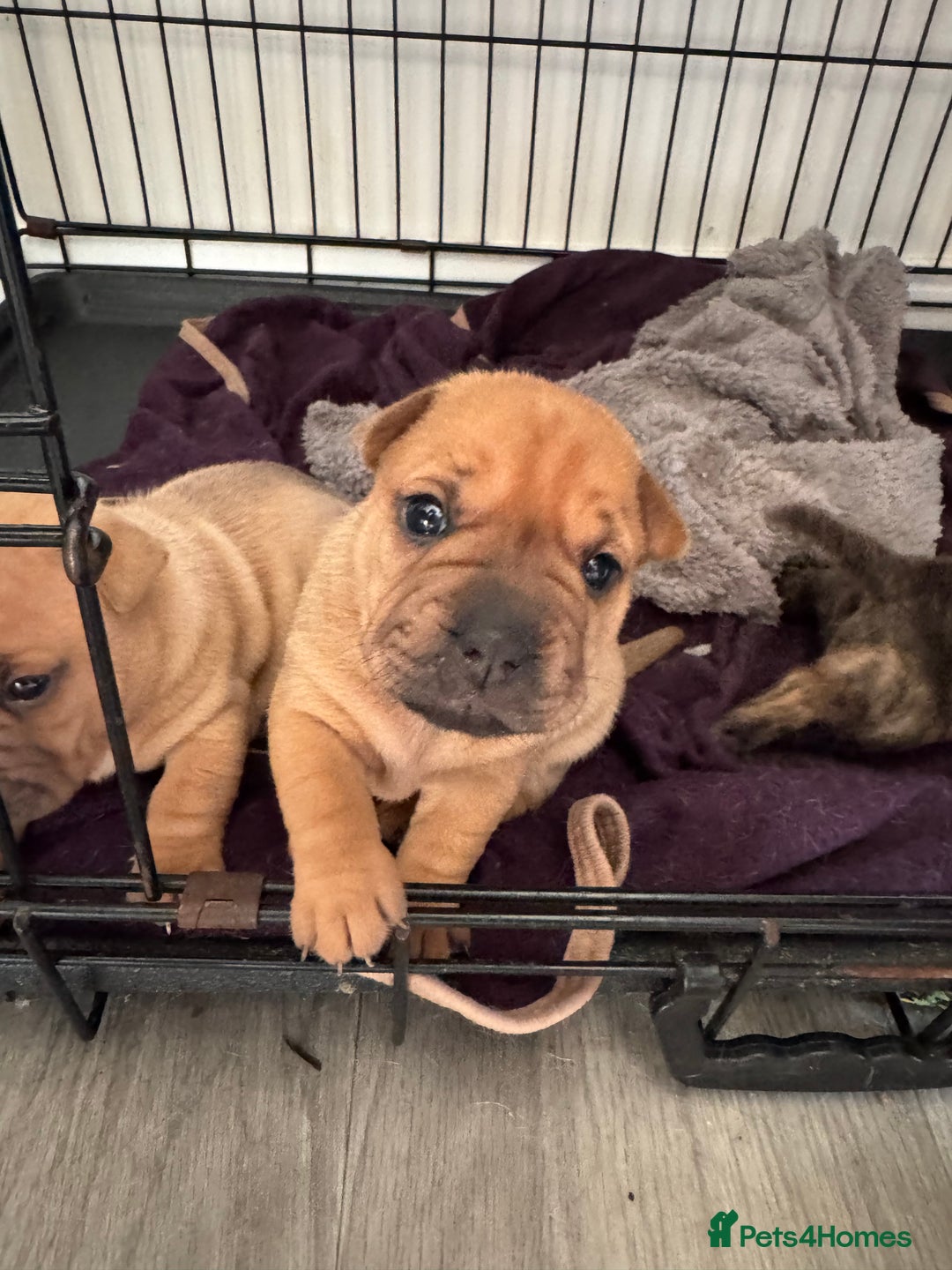 Dog Breeds Shar Pei X Bulldog Dogs Jack Russell X Shar Pei Pug