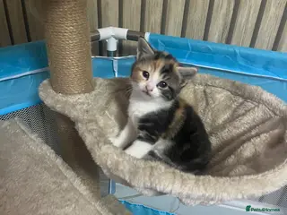 Mixed Breed cats Kittens for sale x3 - Advert 1