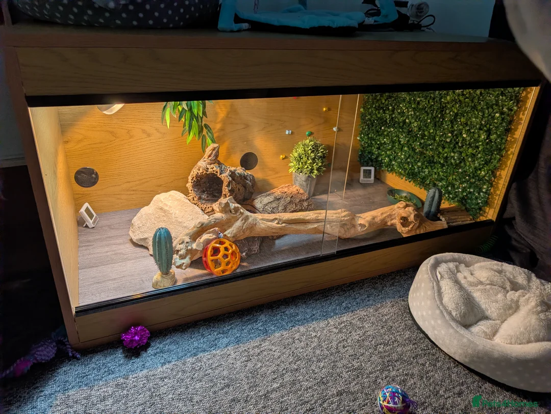 Bearded Dragon reptiles for sale: Bearded dragon and complete set up - Advert 1