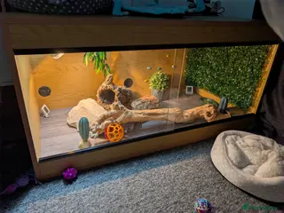 Bearded Dragon reptiles Bearded dragon and complete set up - Advert 4