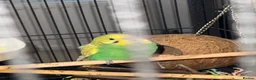 Budgerigars birds for sale: Bonded pair of 8 week old budgies  - Advert 6