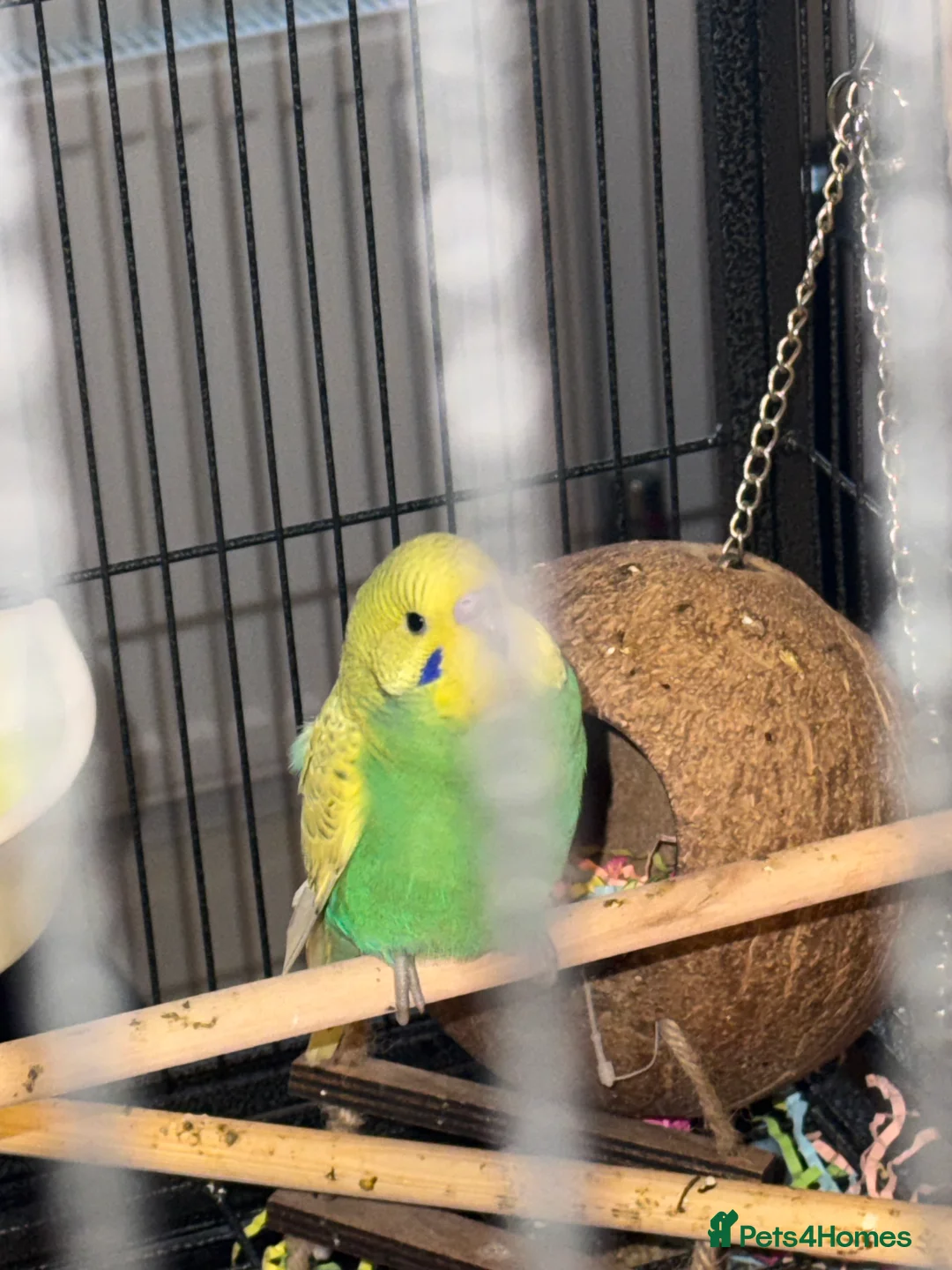 Budgerigars birds for sale: Bonded pair of 8 week old budgies  - Advert 6