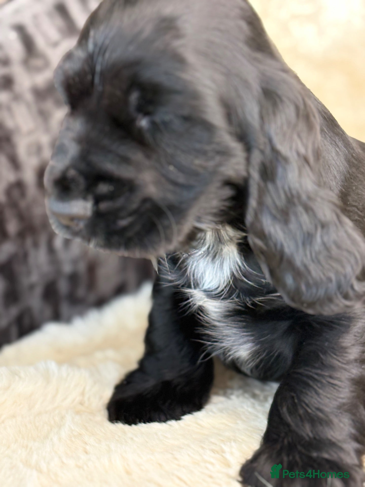 Cocker Spaniel dogs Extensively health tested show cocker spaniel pups - Advert 2