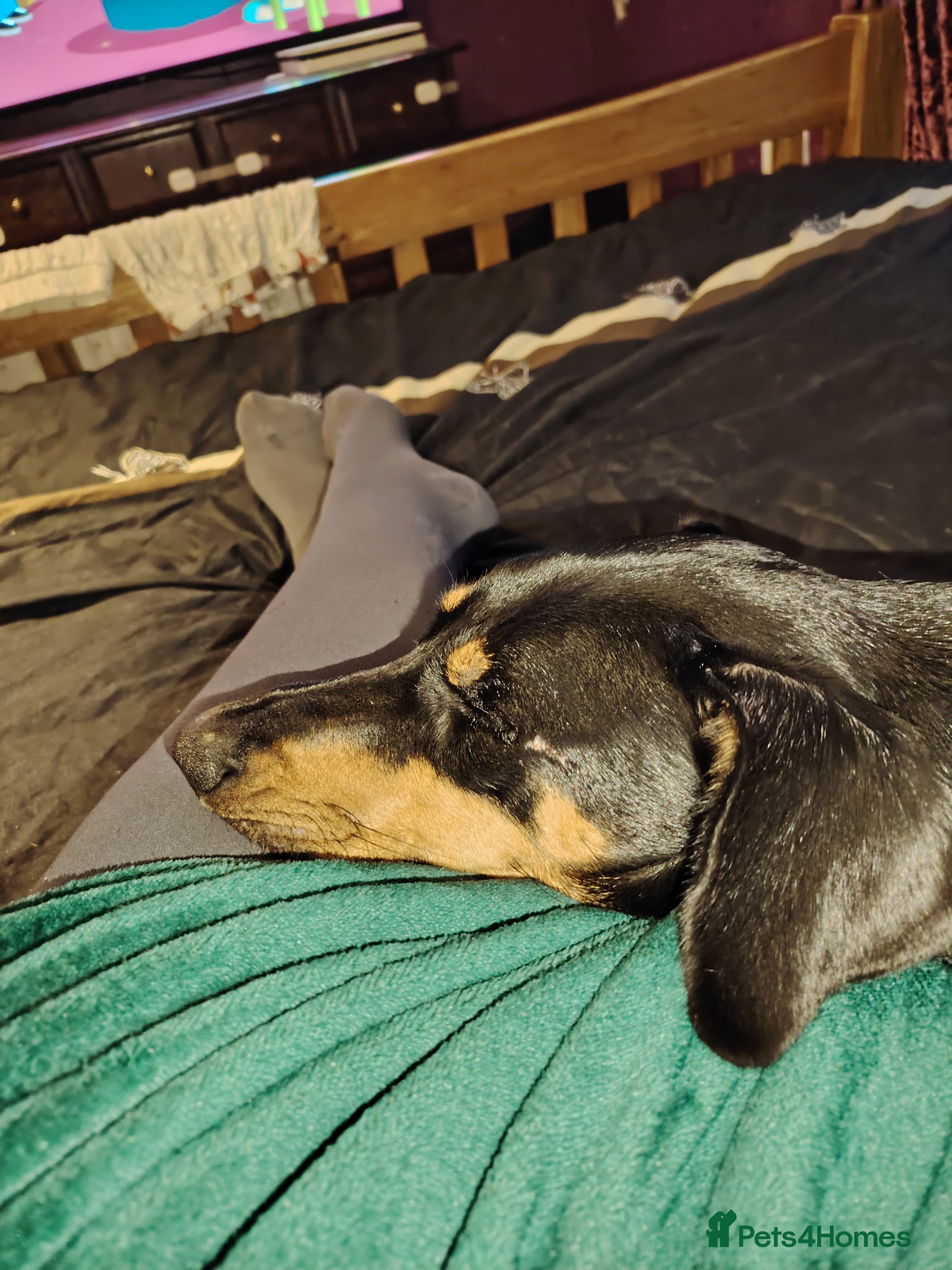 Mixed Breed dogs Luna  - Advert 7