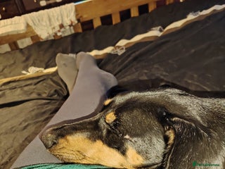 Mixed Breed dogs Luna - Advert 2