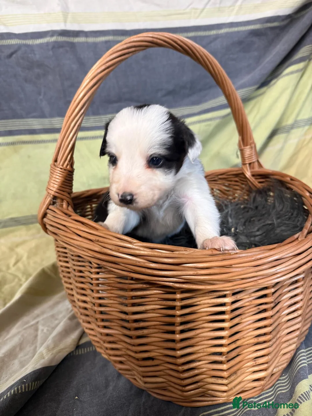 Border Collie dogs for sale: Red Merle and red- black and white border collies - Advert 11