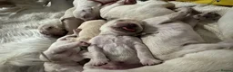 Golden Retriever dogs for sale: Golden retriever puppies - Advert 4