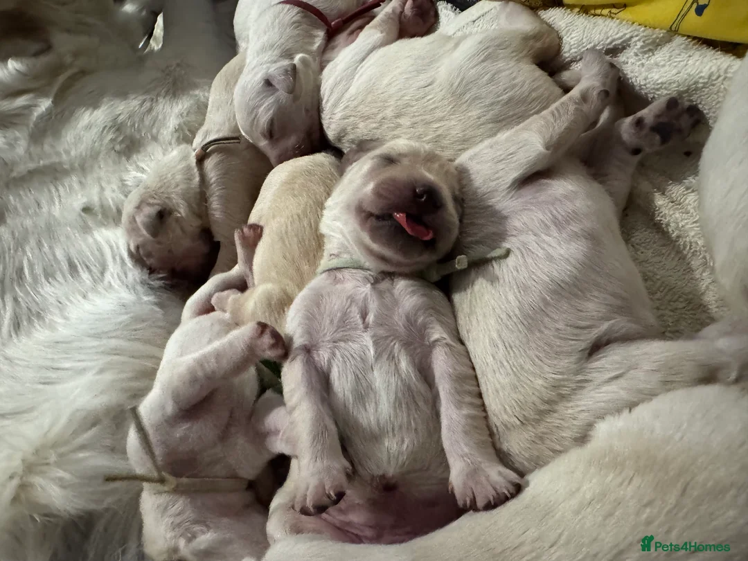 Golden Retriever dogs for sale: Golden retriever puppies - Advert 4