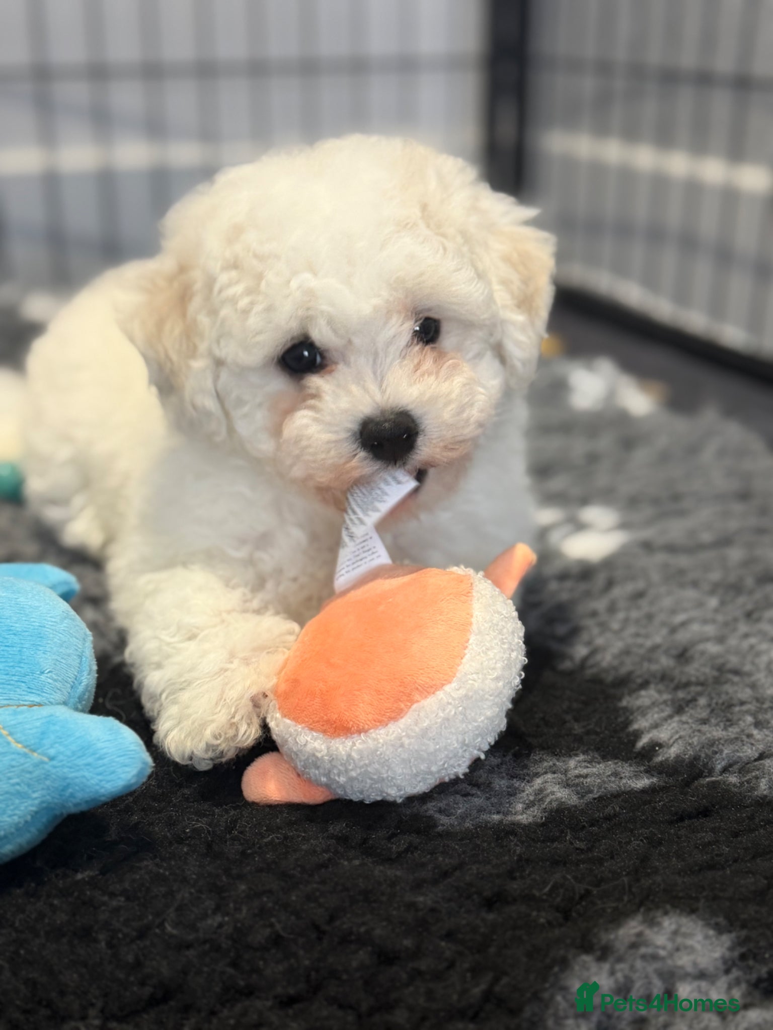 Bichon Frise dogs Exquisite KC Reg Bichon Frise Outstanding Pedigree - Advert 3