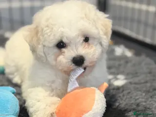 Bichon Frise dogs Exquisite KC Reg Bichon Frise Outstanding Pedigree - Advert 18