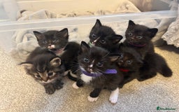 Ragdoll cats for sale: 🐾 Ragdoll Kittens Ready End of November 🐾 - Image 3