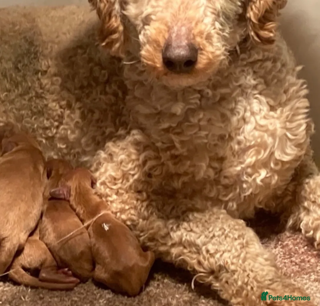Cockapoo dogs for sale: LUCYS LAW HEALTH TESTED COCKERPOO BOY COCKERPOO - Advert 2