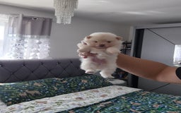 Pomeranian dogs for sale: pomeranian puppies ** size 🥰 - Image 2