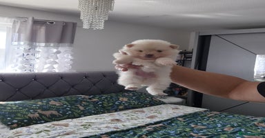 Pomeranian dogs - Advert 15